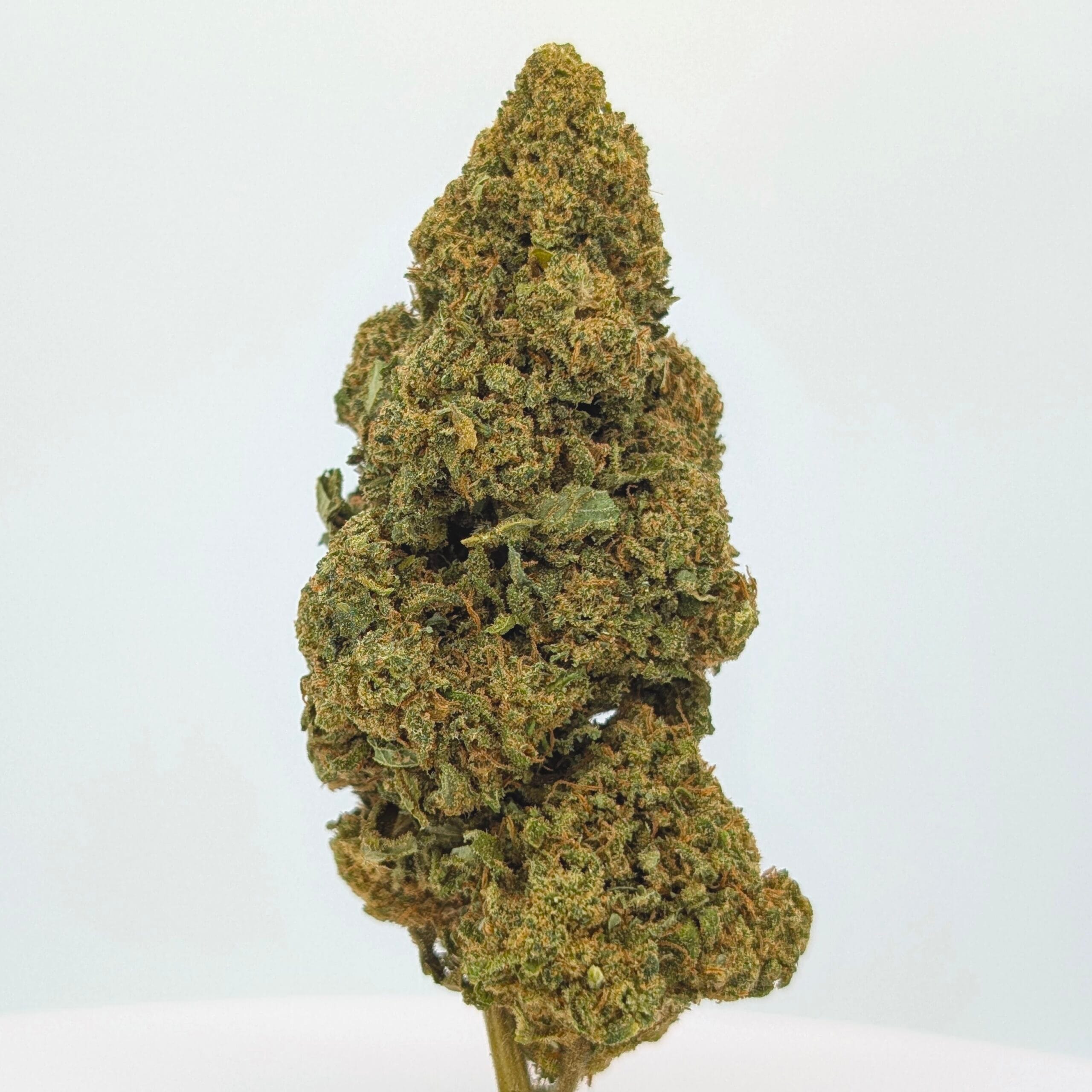 Bubblegum